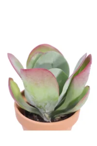 Kalanchoe Thyrsiflora Deco v12 egarden.store online