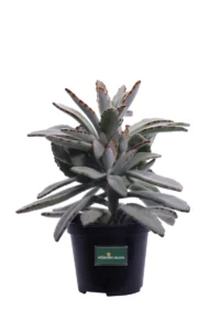 Kalanchoe Tomentosa v10 egarden.store online