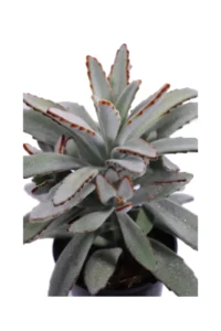 Kalanchoe Tomentosa v10 egarden.store online