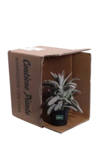 Kalanchoe Tomentosa v10 egarden.store online