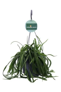 Lepismium Bolivianum v17 egarden.store online