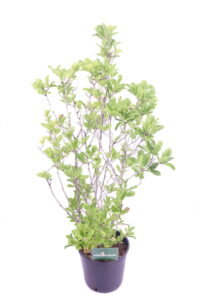 Magnolia Soulangeana Viola