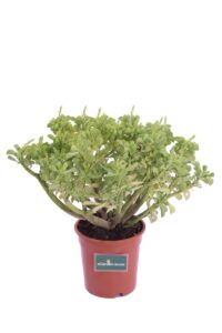 Peperomia Dolabriformis v17 egarden.store 1 Peperomia Dolabriformis v17 egarden.store online