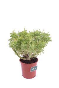 Peperomia Dolabriformis v17 egarden.store 2 Peperomia Dolabriformis v17 egarden.store online