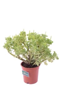 Peperomia Dolabriformis v17 egarden.store 3 Peperomia Dolabriformis v17 egarden.store online