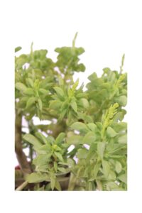 Peperomia Dolabriformis v17 egarden.store 4 Peperomia Dolabriformis