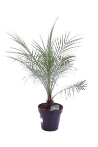 Robellina - Phoenix Roebelenii