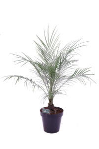 Robellina - Phoenix Roebelenii