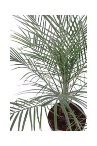 Robellina - Phoenix Roebelenii