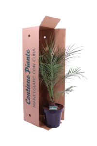 Robellina - Phoenix Roebelenii