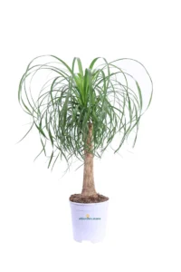 Pianta Mangia Fumo - Beaucarnea Recurvata v18 egarden.store online
