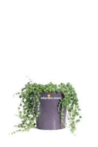 Pianta del Rosario - Senecio Rowleyanus v.12 egarden.store online