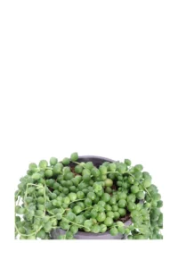 Pianta del Rosario - Senecio Rowleyanus v.12 egarden.store online