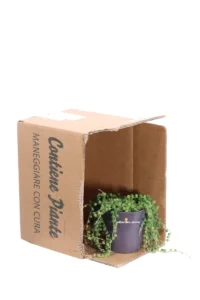 Pianta del Rosario - Senecio Rowleyanus v.12 egarden.store online