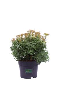 Pieris Japonica Little Goldy v17 egarden.store online