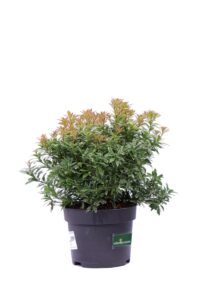 Pieris Japonica Little Goldy v17 egarden.store online