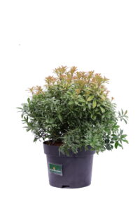 Pieris Japonica Little Goldy v17 egarden.store online