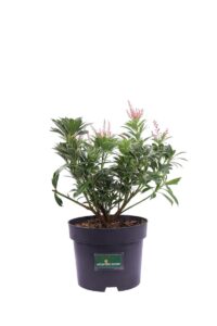 Pieris Japonica Polar Passion v17 egarden.store online