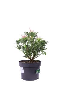 Pieris Japonica Polar Passion v17 egarden.store online