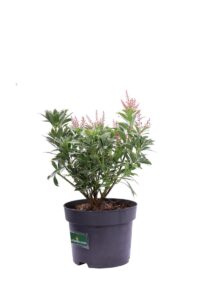 Pieris Japonica Polar Passion v17 egarden.store online