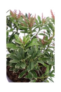 Pieris Japonica Polar Passion v17 egarden.store online