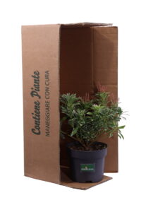 Pieris Japonica Polar Passion v17 egarden.store online