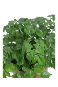 Radermachera Sinica v12 egarden.store online