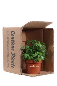 Radermachera Sinica v12 egarden.store online