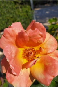 Rosa Meilland Louis De Funes Meirestifsar online