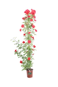 Rosa Meilland Rampicante - La Sevillana v19 egarden.store online
