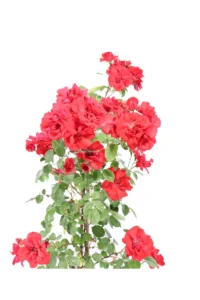 Rosa Meilland Rampicante - La Sevillana