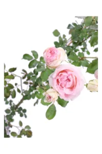 Rosa Meilland Rampicante - Pierre De Ronsard v19 egarden.store online