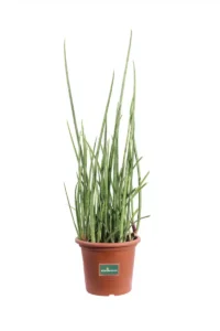 Sansevieria Cylindrica Bacularis v27 egarden.store online