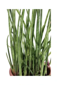 Sansevieria Cylindrica Bacularis v27 egarden.store online