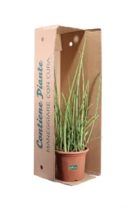 Sansevieria Cylindrica Bacularis v27 egarden.store online