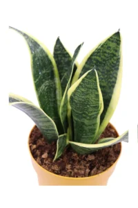 Sansevieria Trifasciata - Golden Hahnii v12 egarden.store online