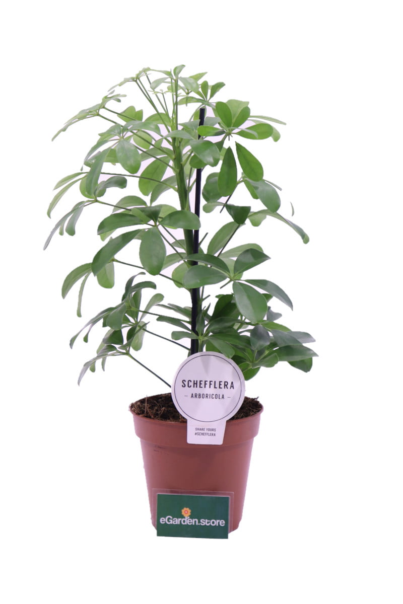 Schefflera arboricola online