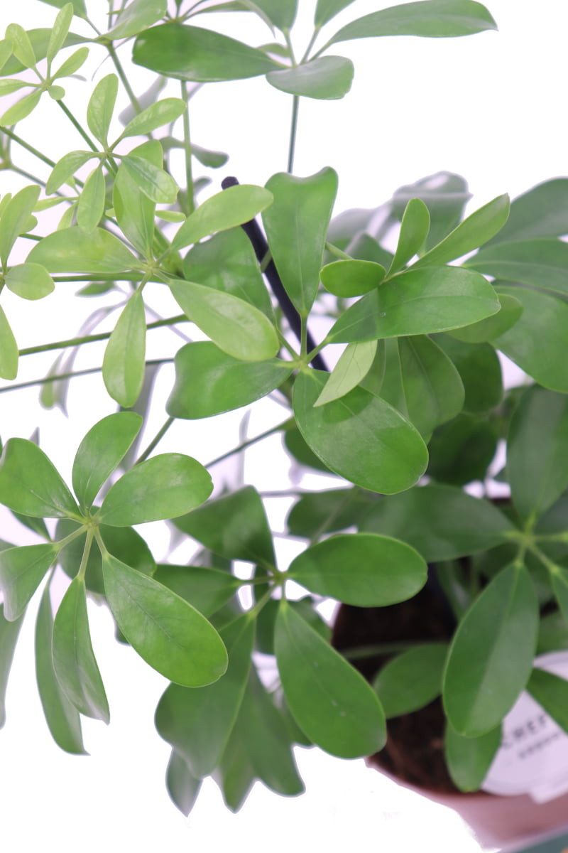 Schefflera arboricola online