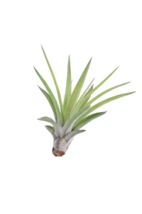 Tillandsia Capitata