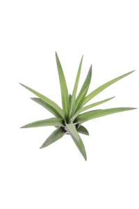 Tillandsia Capitata egarden.store online