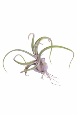 Tillandsia Caput Medusae egarden.store online