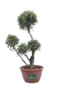 Ulivo Pon Pon v40 egarden.store 1 Ulivo Pon Pon v40 egarden.store online
