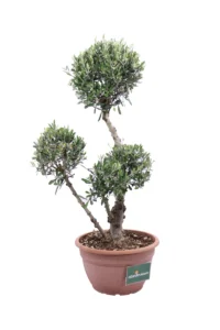 Ulivo Pon Pon v40 egarden.store 2 Ulivo Pon Pon v40 egarden.store online