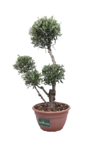 Ulivo Pon Pon v40 egarden.store 3 Ulivo Pon Pon v40 egarden.store online