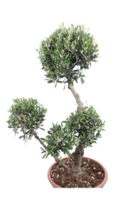 Ulivo Pon Pon v40 egarden.store 4 Ulivo Pon Pon