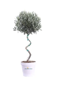 Ulivo Spirale v23 egarden.store online