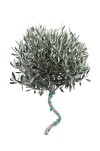 Ulivo Spirale v23 egarden.store online