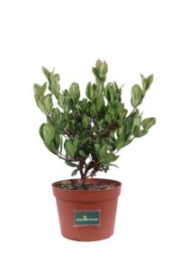Viburno Sandankwa - Viburnum Suspensum v17 egarden.store online