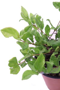 Viburno Sandankwa - Viburnum Suspensum