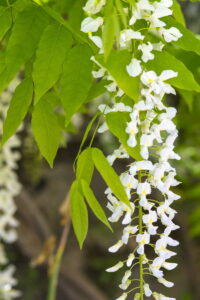 Chinese Wisteria, ( Wisteria Sinensis) Or Wisteria Sinensis Alba Wisteria Brachybotrys Shiro Kapitan Fuji online